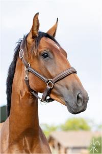 Photo cheval a vendre JONQUILLE DE LA GESSE